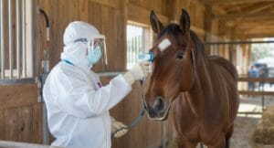 Veterinarian checking a horse during an EHV-1 outbreak inside a stable.