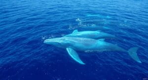 Majestic blue whale swimming near ocean surface