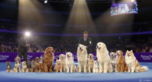 “Diverse dog breeds lined up in a show ring at the National Dog Show.”